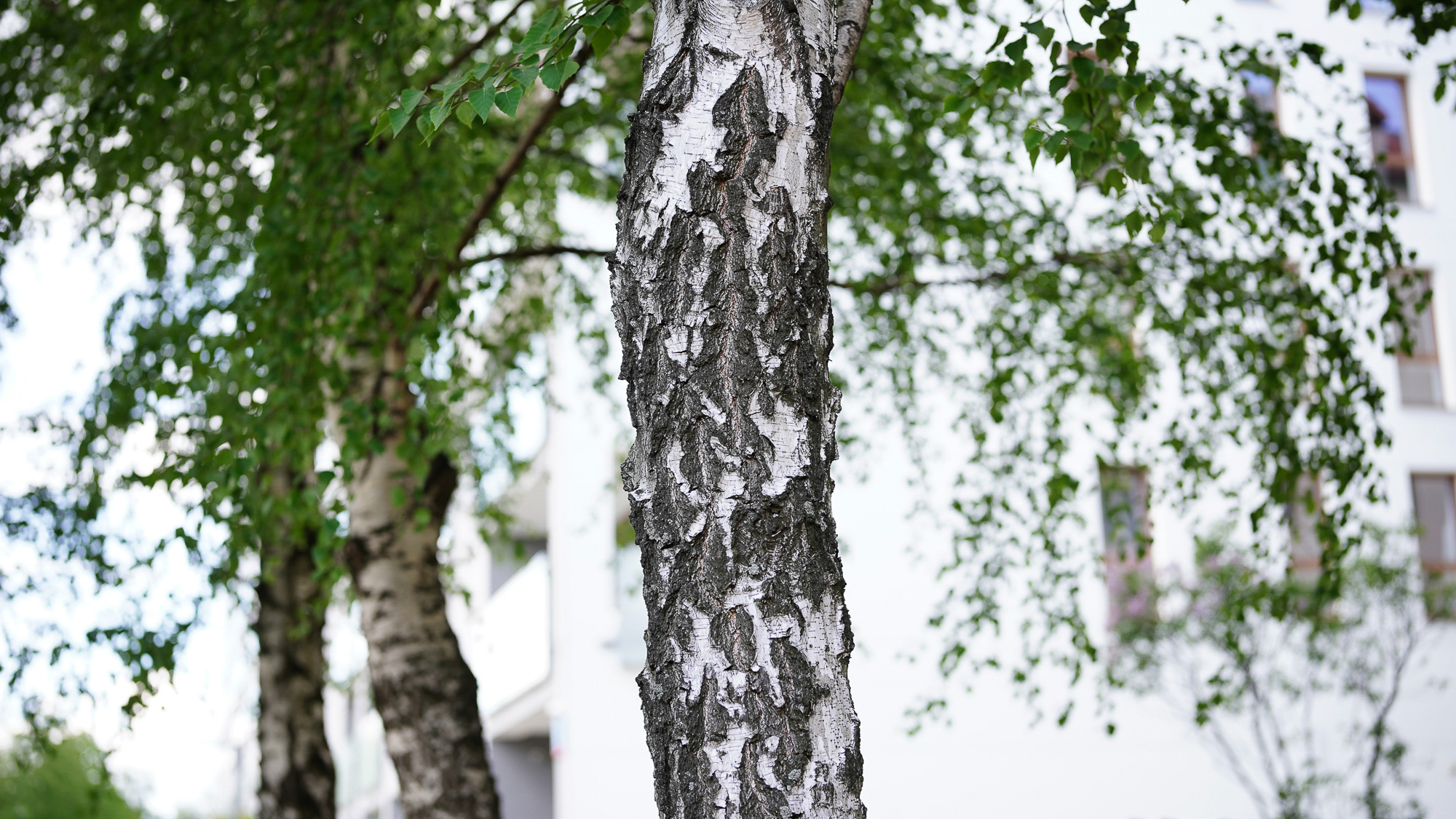 Obiektyw Voigtlander APO Lanthar II 50 mm f/2,0 do Nikon Z